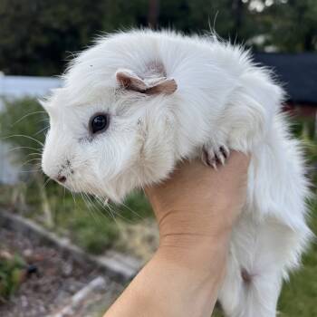Rescue Guinea Pig Guinea Pigs for Adoption in Murray, Utah - Oliver | PetCurious